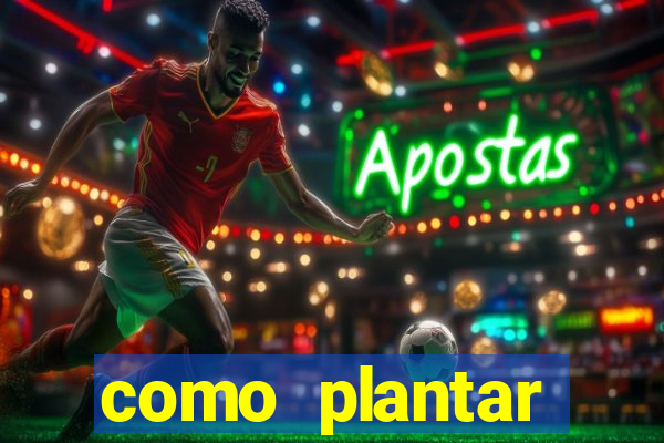 como plantar gergelim no vaso